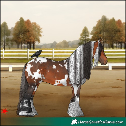 Horse Color:White Spotted Bay 