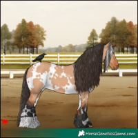 Horse Color:White Spotted Bay Dun 