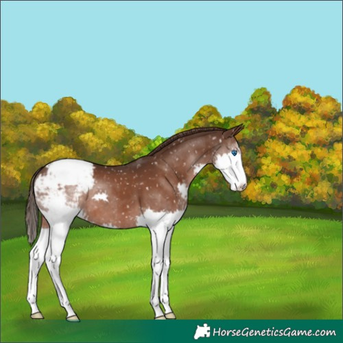 Horse Color:Liver Chestnut Splash Snowcap 