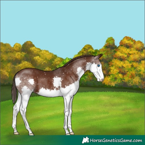 Horse Color:Liver Chestnut Splash Snowflake Varnish