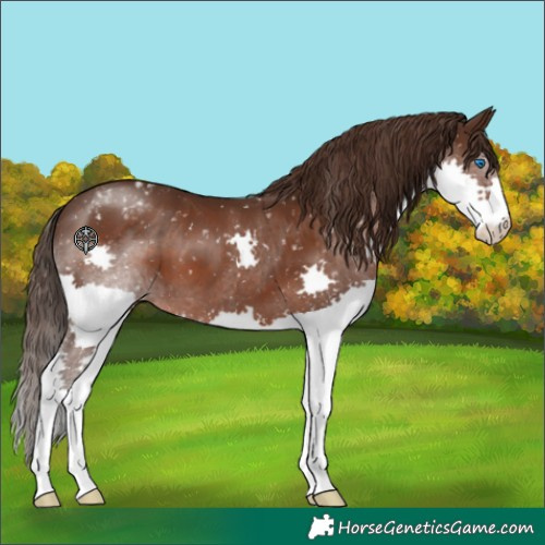 Horse Color:Liver Chestnut Splash Appaloosa
