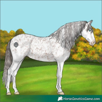 Horse Color:Liver Chestnut Splash Appaloosa 