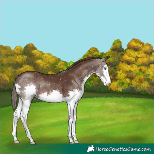 Horse Color:Liver Chestnut Splash Snowflake Varnish