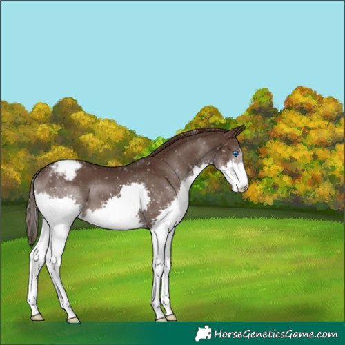 Horse Color:Liver Chestnut Splash Snowflake Varnish