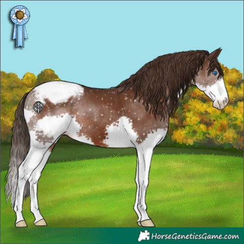 Horse Color:Liver Chestnut Splash Appaloosa 