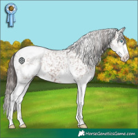 Horse Color:Liver Chestnut Splash Appaloosa 