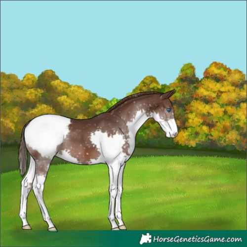 Horse Color:Liver Chestnut Splash Snowcap 