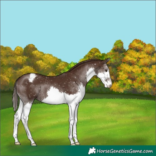 Horse Color:Liver Chestnut Splash Snowflake Varnish