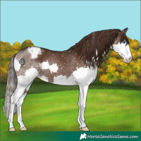 Horse Color:Liver Chestnut Splash Snowflake Varnish
