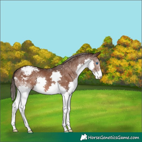 Horse Color:Liver Chestnut Splash Snowflake Varnish