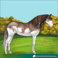 Horse Color:Liver Chestnut Splash Snowflake Varnish