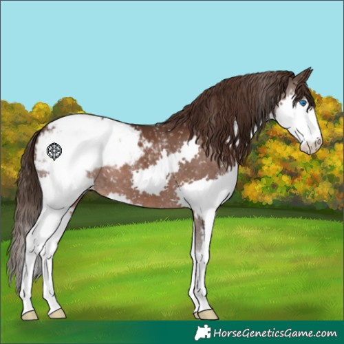 Horse Color:Liver Chestnut Splash Appaloosa 