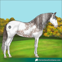Horse Color:Liver Chestnut Splash Appaloosa 