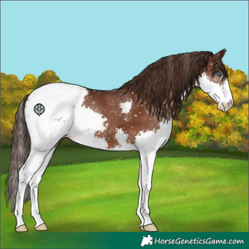 Horse Color:Liver Chestnut Splash Snowcap 