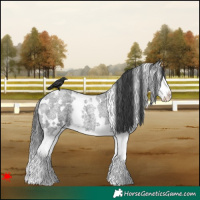 Horse Color:White Spotted Blue Roan Splash