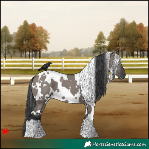 Horse Color:White Spotted Grullo 