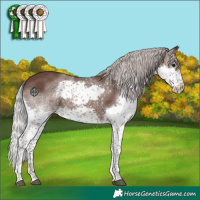 Horse Color:Silver Black Splash Tobiano 
