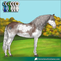 Horse Color:Silver Black Splash Tobiano