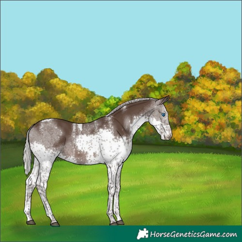 Horse Color:Powder White Silver Black Splash Tobiano 