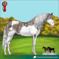 Horse Color:Powder White Silver Black Splash Tobiano Appaloosa 