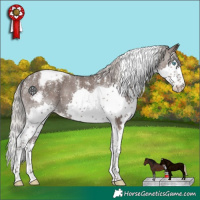 Horse Color:Powder White Silver Black Splash Tobiano Appaloosa 