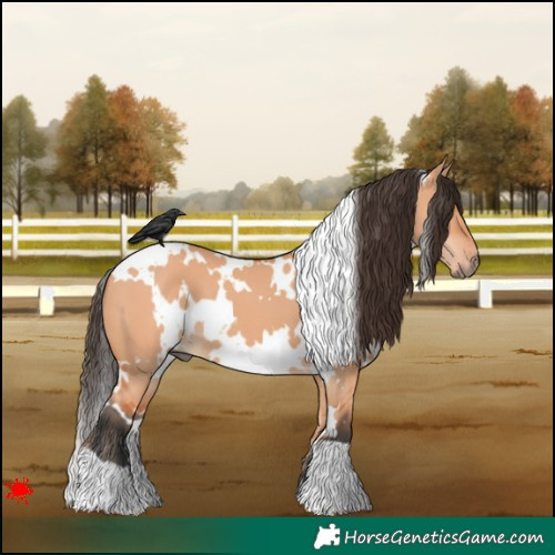 Horse Color:White Spotted Bay Dun 
