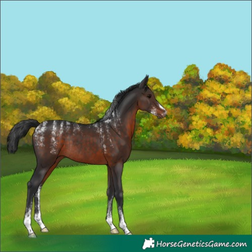 Horse Color:Powder White Brown Rabicano 
