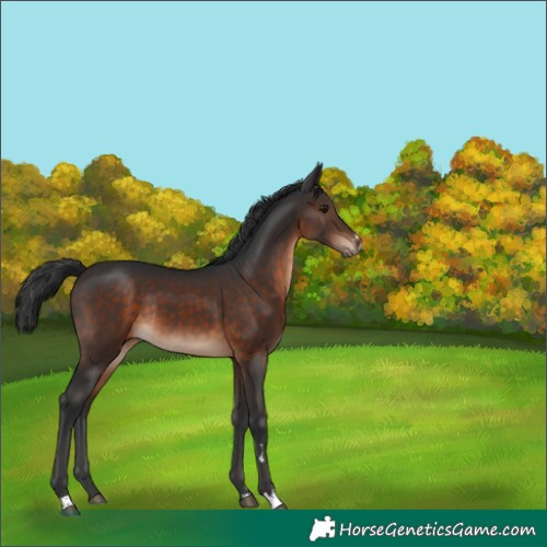 Horse Color:Brown Rabicano 