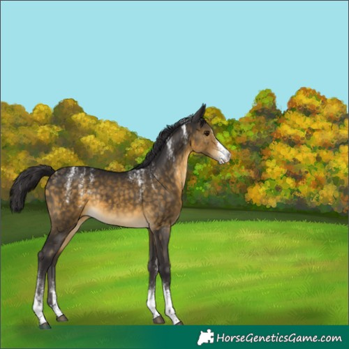 Horse Color:Powder White Buckskin Sabino Rabicano 