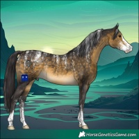 Horse Color:Powder White Buckskin Sabino Rabicano 