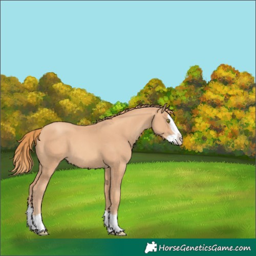 Horse Color:Gold Champagne Splash 