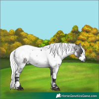 Horse Color:Grullo Harlequin Merle  and Smoky Blue Roan Harlequin Merle 