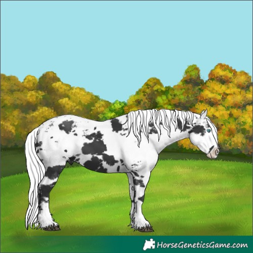Horse Color:Black Harlequin Merle Splash 
