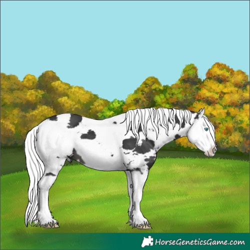 Horse Color:Black Harlequin Merle Splash Frame 