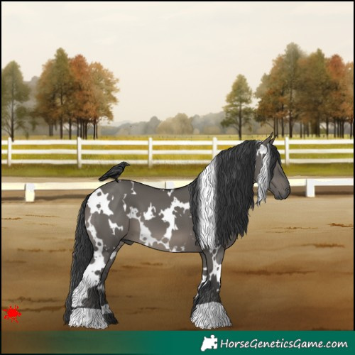 Horse Color:White Spotted Grullo 