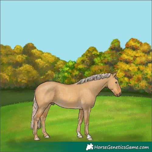 Horse Color:Palomino Dun 