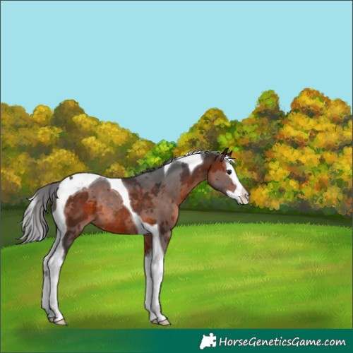 Horse Color:Brown Merle Splash Tobiano Rabicano 