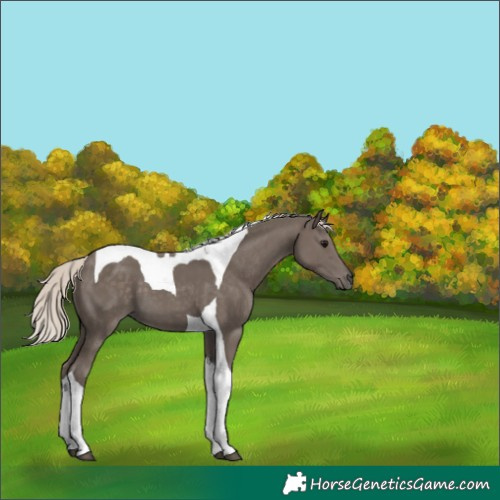 Horse Color:Silver Smoky Black Tobiano 
