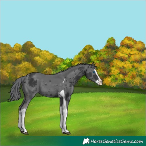 Horse Color:Black Merle Splash Tobiano 