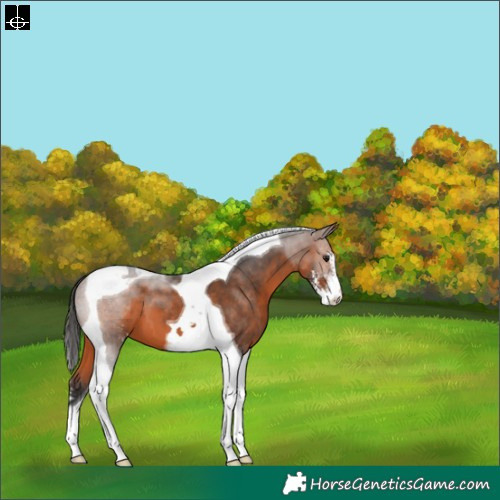 Horse Color:Brown Sabino Tobiano 