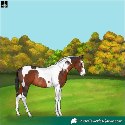 Horse Color:Brown Sabino Tobiano Rabicano