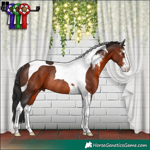 Horse Color:Brown Sabino Tobiano Rabicano 
