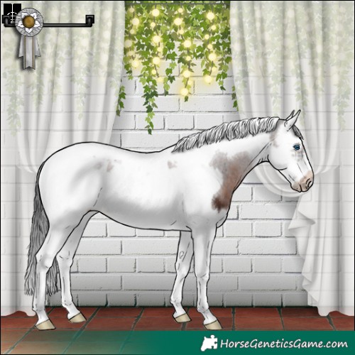 Horse Color:Brown Splash Tobiano Frame 