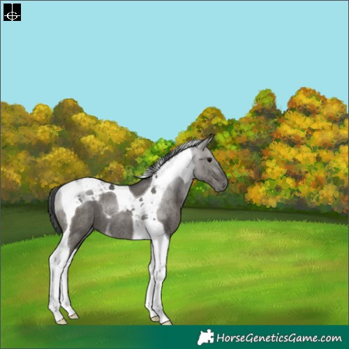 Horse Color:Grullo Tobiano Rabicano 