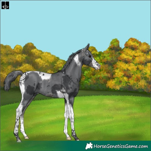 Horse Color:White Spotted Black Merle Tobiano Rabicano 