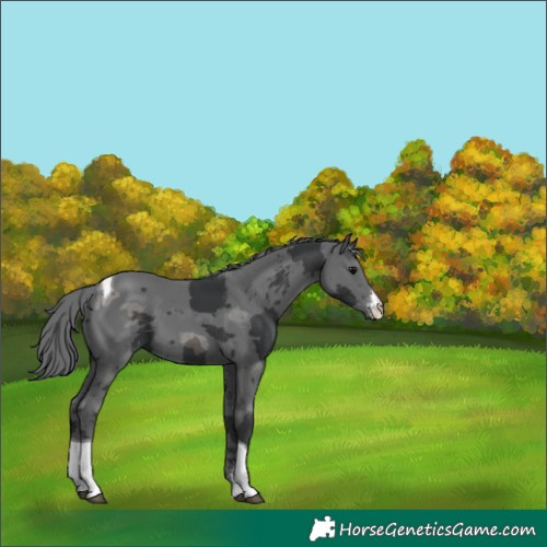 Horse Color:Black Merle Sabino Tobiano 