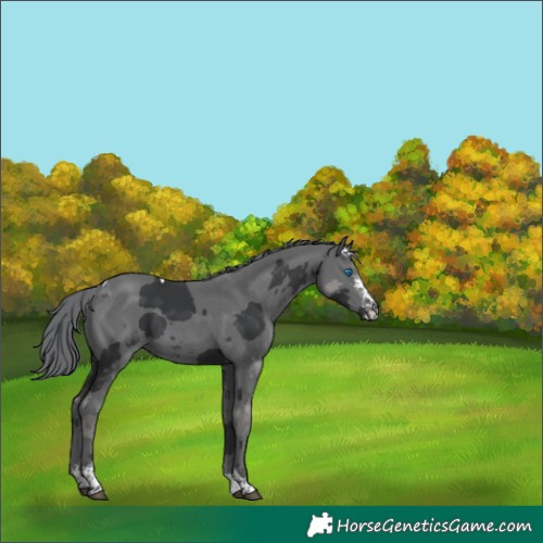 Horse Color:Black Merle Sabino Tobiano 