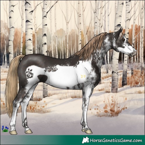 Horse Color:White Spotted Liver Chestnut Frame 