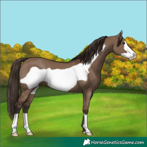 Horse Color:Liver Red Dun Frame 