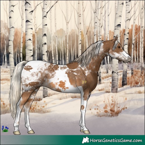 Horse Color:Chocolate Palomino Tobiano 